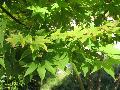 Smooth maple
